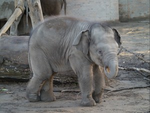Kleiner Elefant Stumpi